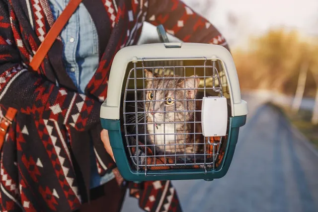 National Pet Preparedness Month 2026: When & What Is It?