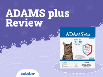 Adams Plus Flea & Tick Collar for Cats Review 2026: FAQ, Pros & Cons
