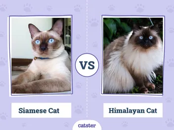 Siamese Cat vs Himalayan Cat: What's the Difference? (With Pictures)