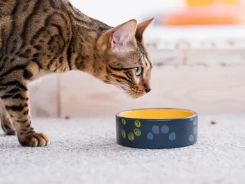5 Vet Approved DIY Slow Feed Cat Bowls (With Pictures)