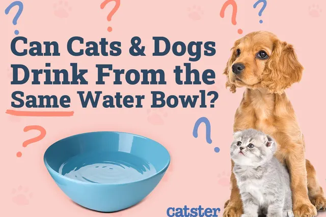 Can Cats And Dogs Drink From the Same Water Bowl? Vet Approved Facts & Tips
