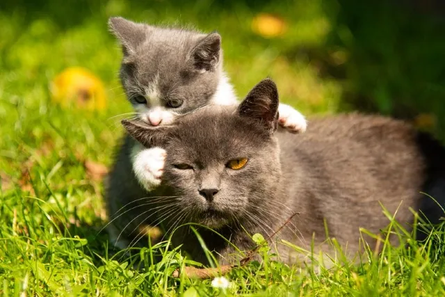 Why Do Mother Cats Attack Their Older Kittens? 4 Vet-Reviewed Reasons