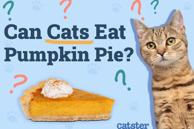 Can Cats Eat Pumpkin Pie? The Interesting Answer