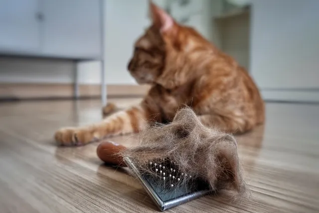 Why Is My Cat Losing Hair? 8 Causes & Treatments (Vet Approved)