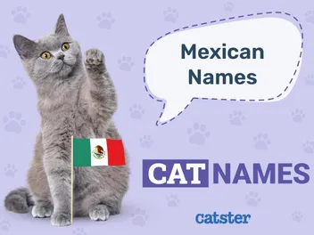 200+ Mexican Cat Names: Fun Ideas for Your Spicy Feline