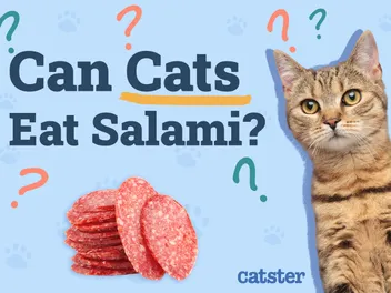 Can Cats Eat Salami? Vet-Reviewed Risks & Healthy Alternatives