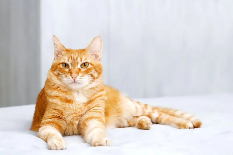 orange tabby cat lying on bed