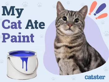 My Cat Ate Paint: What Should I Do? (Vet Answer)