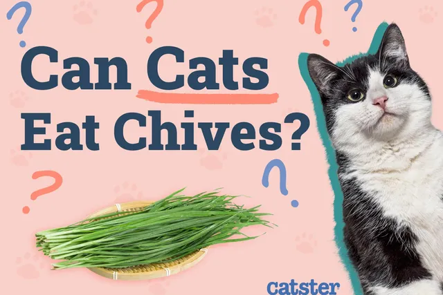 Can Cats Eat Chives? Vet-Reviewed Facts & FAQ