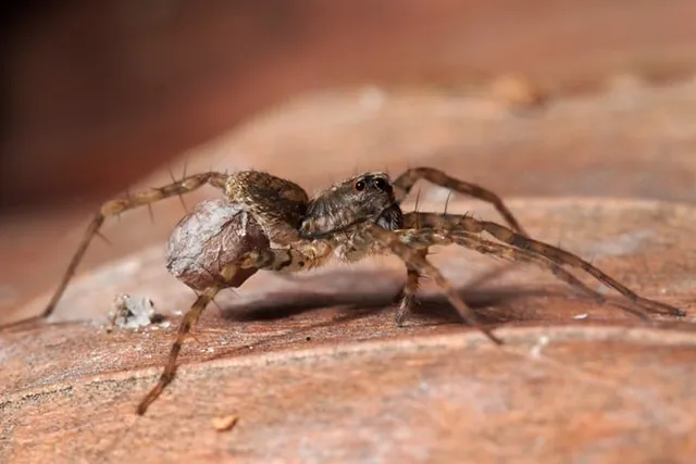 How Poisonous Are Wolf Spiders to Cats? Vet-Reviewed Safety Facts