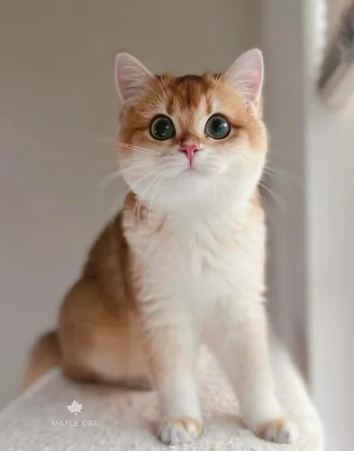 @maple.cat