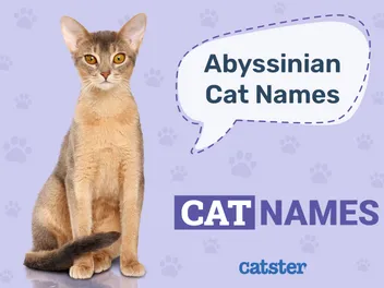 130 Amazing Names for Abyssinian Cats in 2026