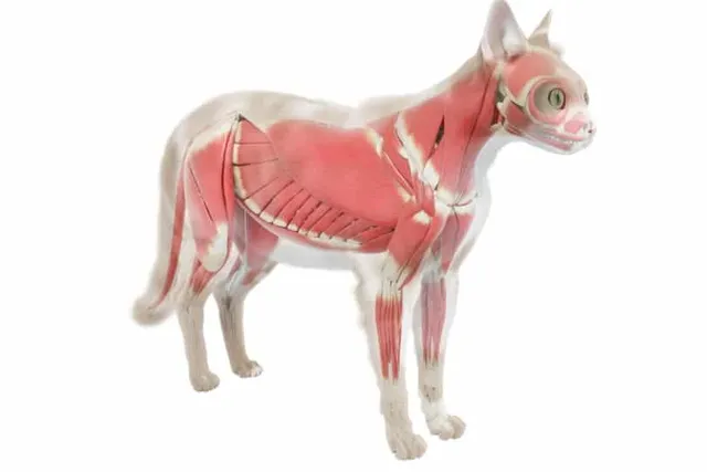 How Many Muscles Does a Cat Have? Science & FAQ