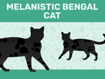 Black (Melanistic) Bengal Cat Breed: Info, Pictures, Care & Facts