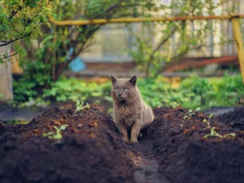 How to Keep Cats Out of Your Yard & Garden: 9 Vet-Approved Methods