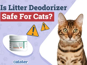 Is Litter Deodorizer Safe for My Cat? Vet-Approved Facts & Sanitation Tips