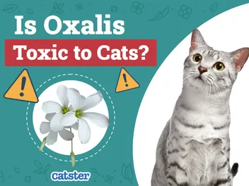 Is Oxalis (Shamrock Plant) Toxic to Cats? Vet-Reviewed Facts & FAQ
