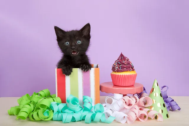 How to Throw a Kitten Shower! The Baby Shower for Cats