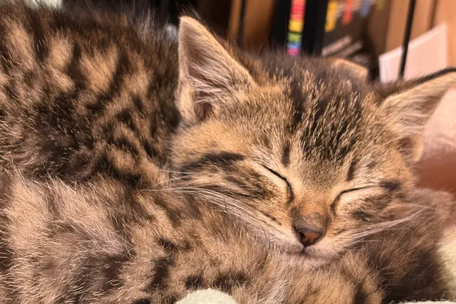 Putting the Kibosh on Kitten Season in Ohio