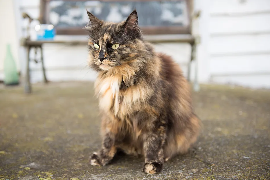 tortoiseshell Norwegian forest cat sitting