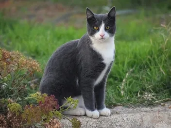 Are Cats Self-Aware? Do They Understand Mirrors & Their Self-Reflection? (Vet-Reviewed)