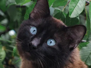Does the Black Siamese Cat Exist? Vet-Reviewed Genetics & Coat Colors Explained