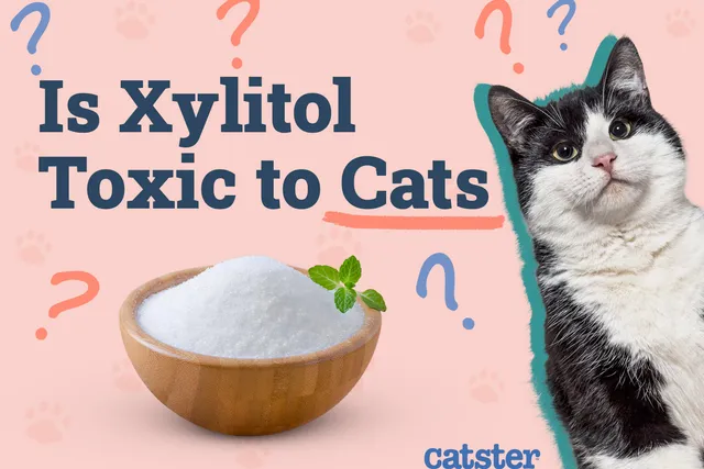 Is Xylitol Toxic To Cats? Safety & Nutrition Advice (Vet Answer)