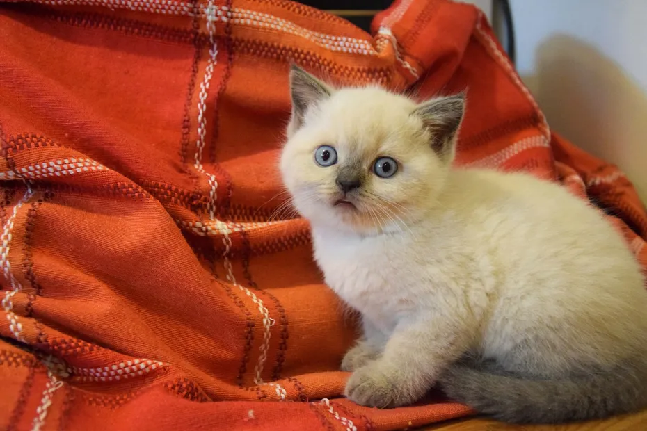 Himalayan kitten on a red blanket