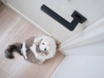 How to Keep a Cat Out of a Room: 10 Vet-Reviewed Recommendations