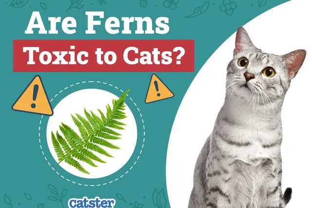 Are Frosty Ferns Toxic to Cats? Vet-Approved Facts & FAQ