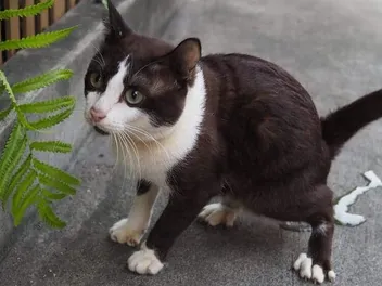 Why Does My Cat Keep Getting UTIs? 7 Vet Reviewed Reasons