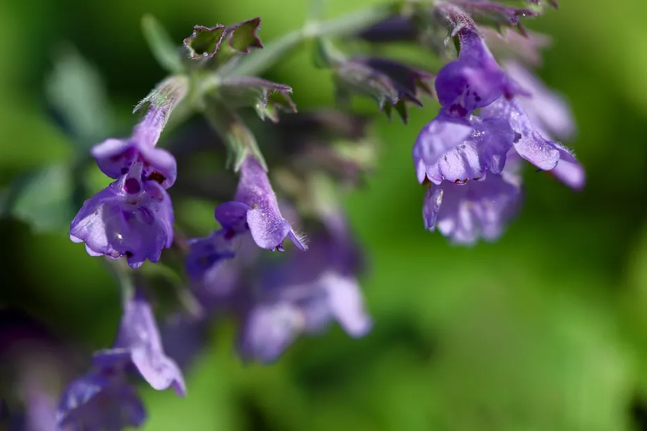 catnip