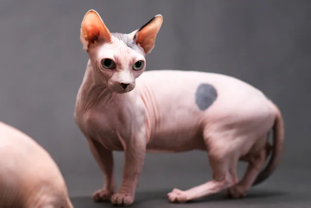 Minskin Cat Breed: Info, Pictures, Facts & Traits