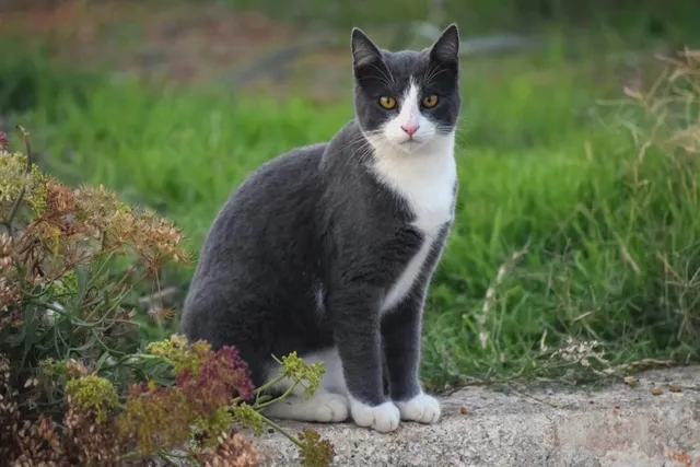 Are Cats Self-Aware? Do They Understand Mirrors & Their Self-Reflection? (Vet-Reviewed)