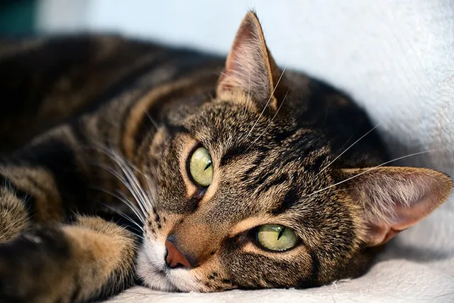 3 Vet-Verified Beautiful Egyptian Mau Colors & Patterns (With Pictures)