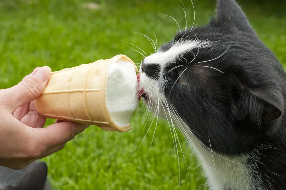 Black and white cat eating ice cream