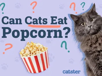 Can Cats Eat Popcorn? Vet-Reviewed Nutritional Facts & FAQ