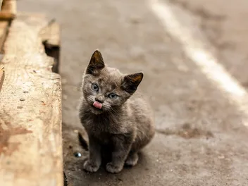How to Tell If a Cat Is a Stray or Outdoor? Vet-Reviewed Differences & Recommendations
