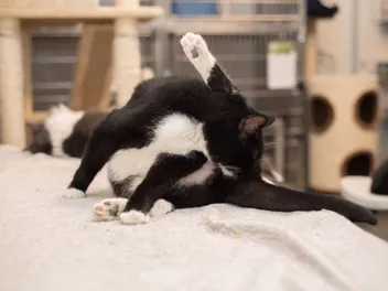 Cat Dingleberries: Vet Reviewed Causes & Prevention Tips