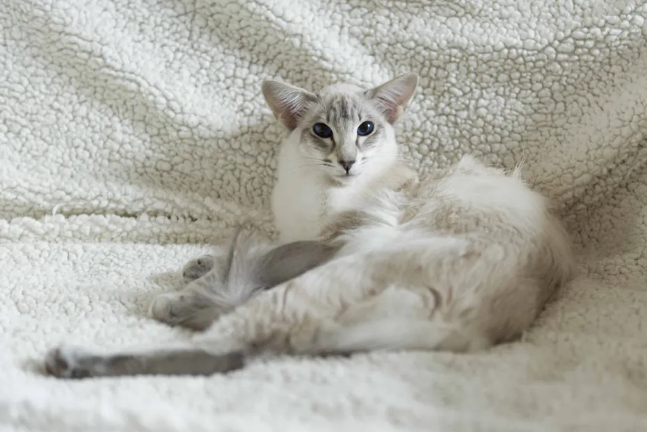 Portrait of a Balinese Cat in her Home