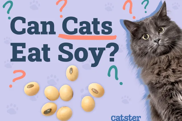 Can Cats Eat Soy? Vet-Approved Nutritional Facts & FAQ