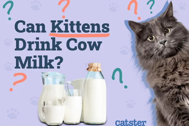 Can Kittens Drink Milk? Vet-Verified Nutrition Facts & FAQ