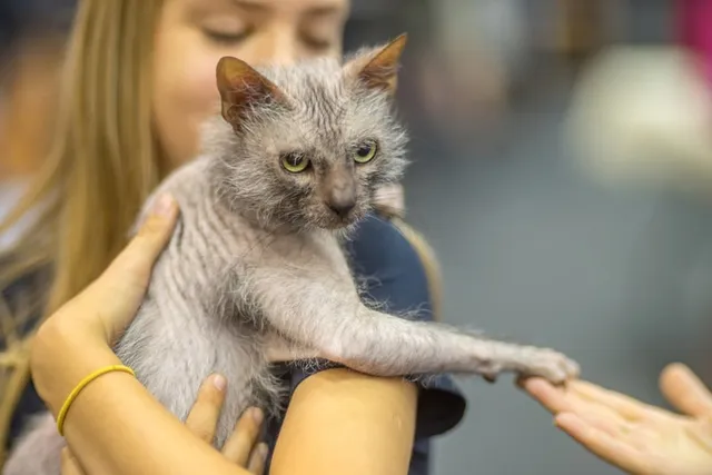 Are Lykoi Cats Hypoallergenic? Vet Reviewed Facts & FAQs