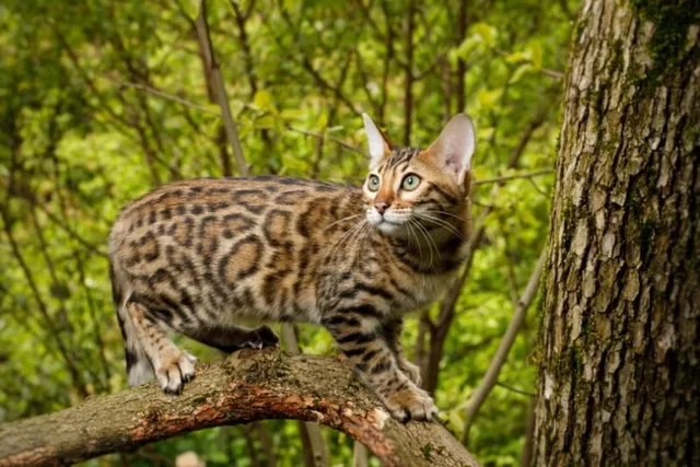 Bengal Cat History: Exploring Their Origins and Variants