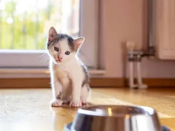 When to Switch From Kitten Food to Cat Food? Vet-Reviewed Facts & FAQ