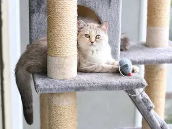 Why Do Cats Hide Their Toys? Vet-Verified Facts & Info