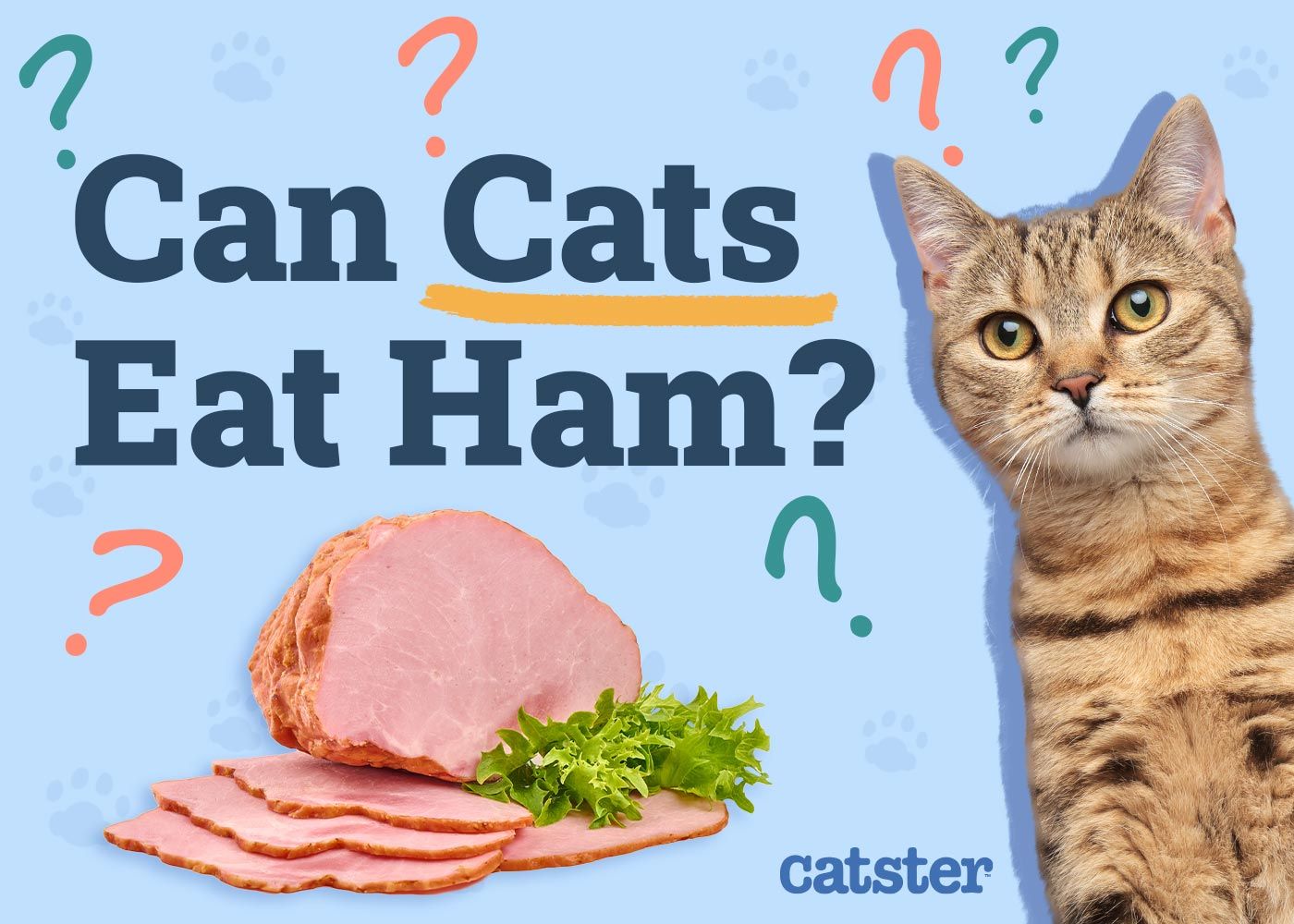Can Cats Eat Ham