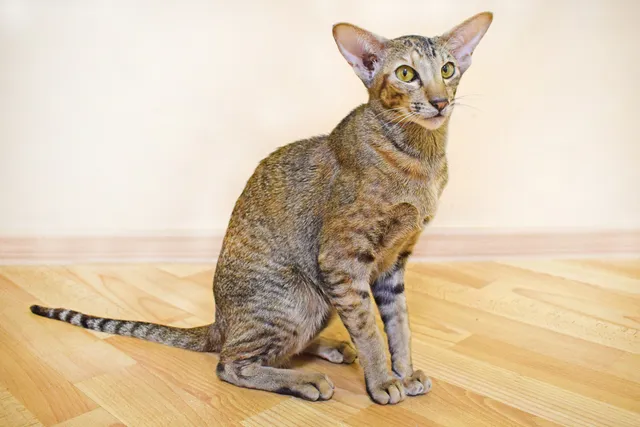 Oriental Shorthair Cat: Info, Pictures, Temperament & Traits