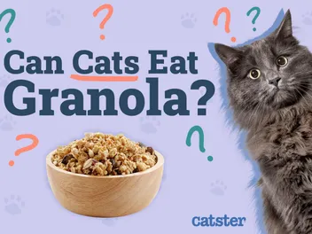 Can Cats Eat Granola? Vet-Verified Nutritional Facts & Advice