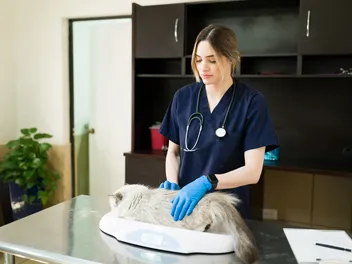 Cat Body Condition Score: What Is It & How To Work It Out